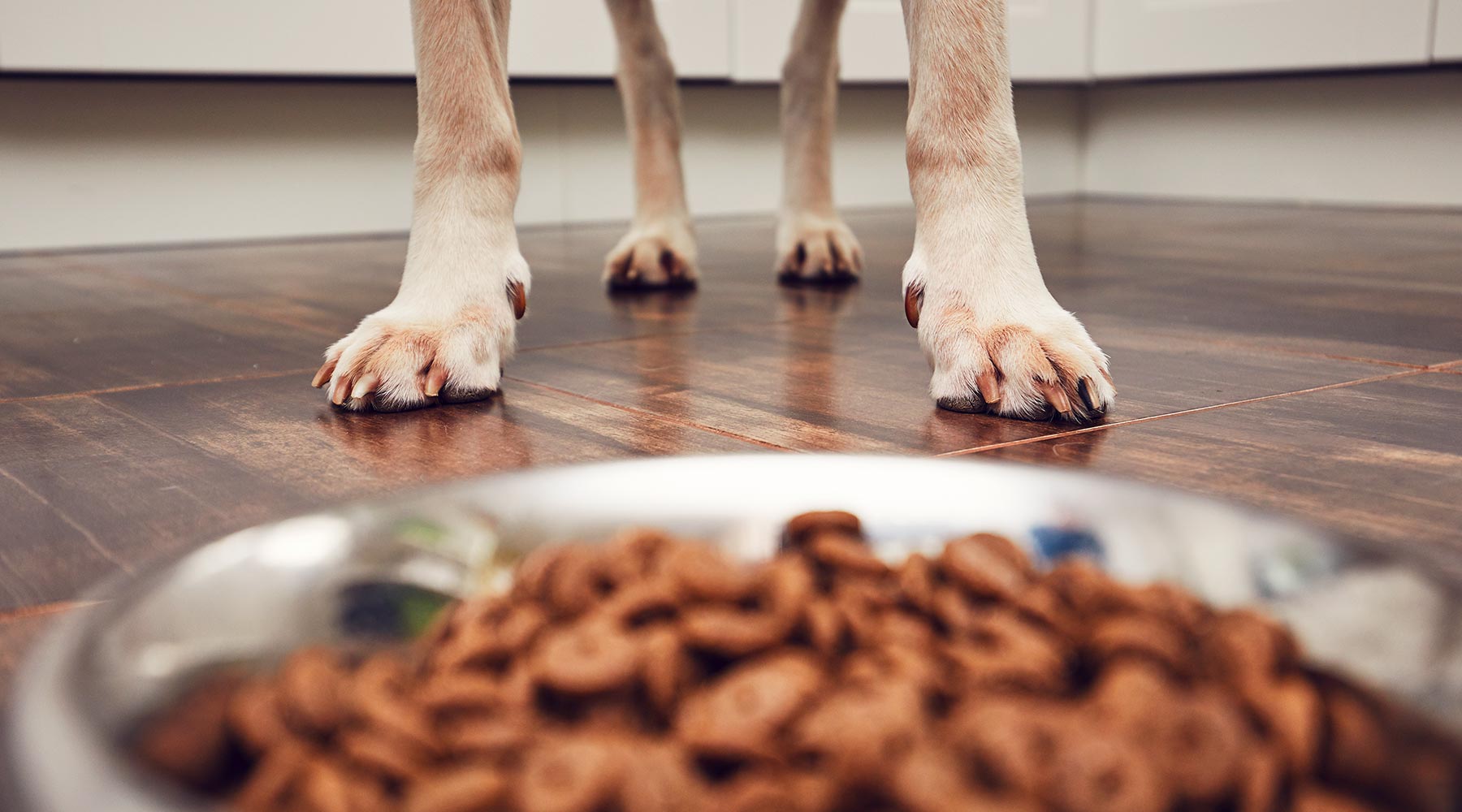 closeup-of-kibble-and-partial-view-of-dogs-legs-in-front-1800x1000-1