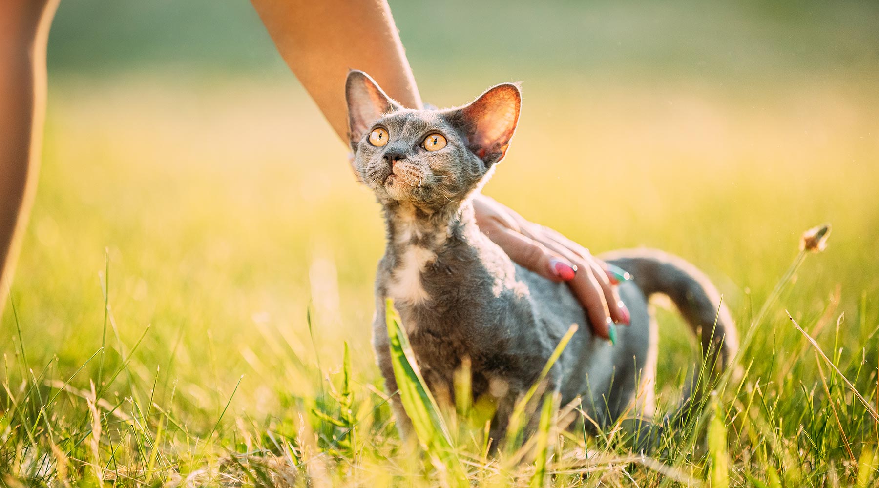 short-haired-cat-being-pet-in-meadow-1800x1000-1