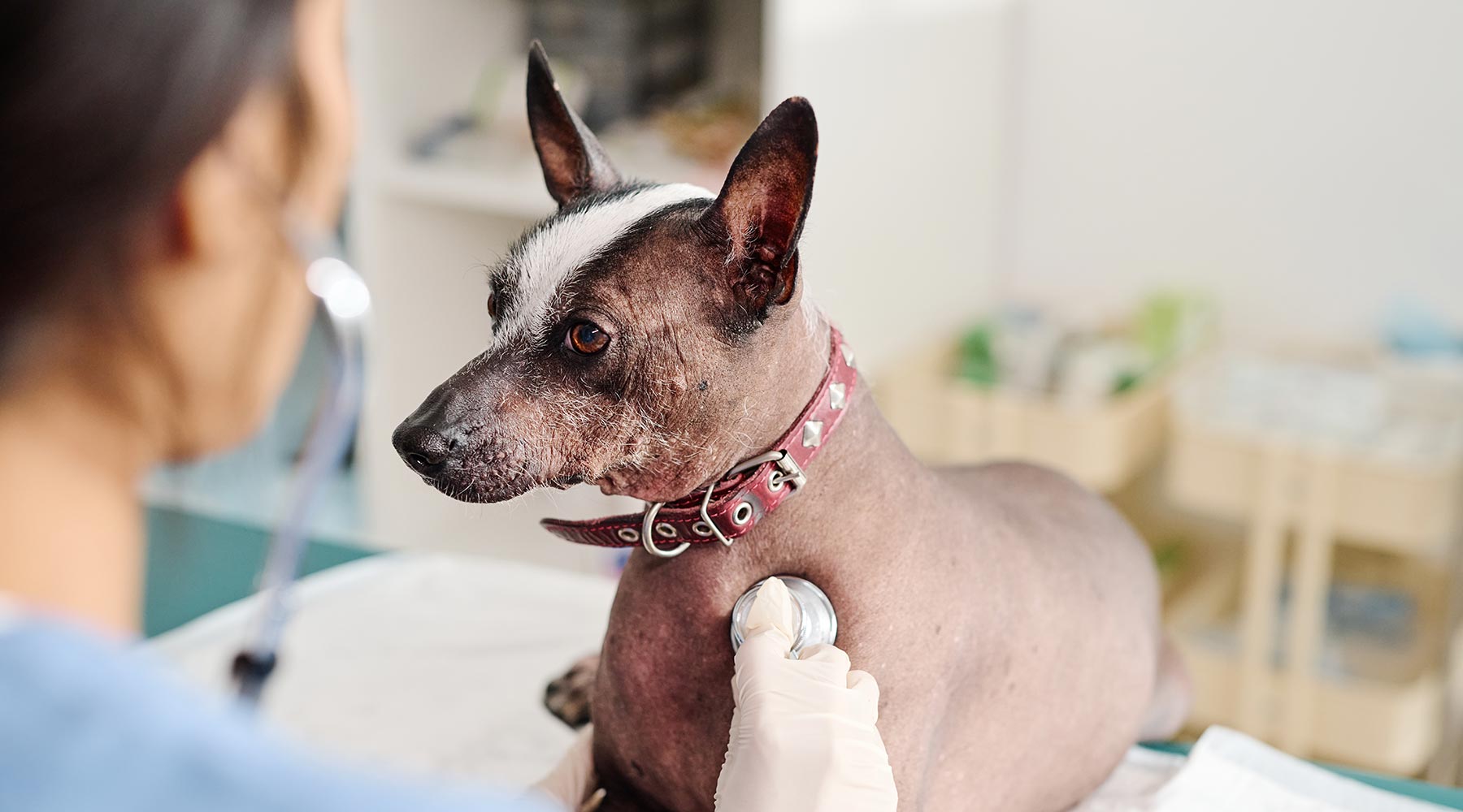 vet-holding-stethoscope-on-dog-1800x1000-1